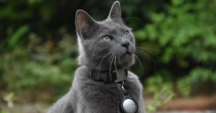 русская голубая кошка