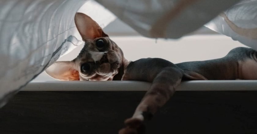 кот сфинкс