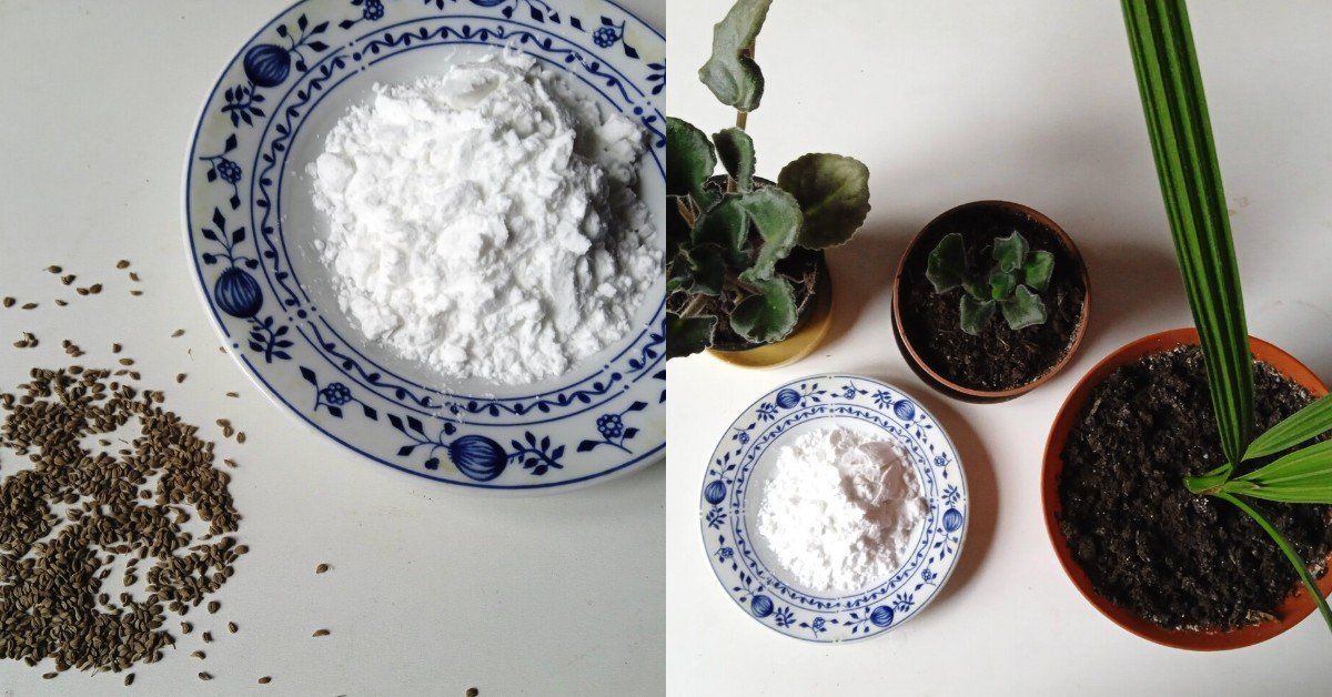 крахмал для рассады