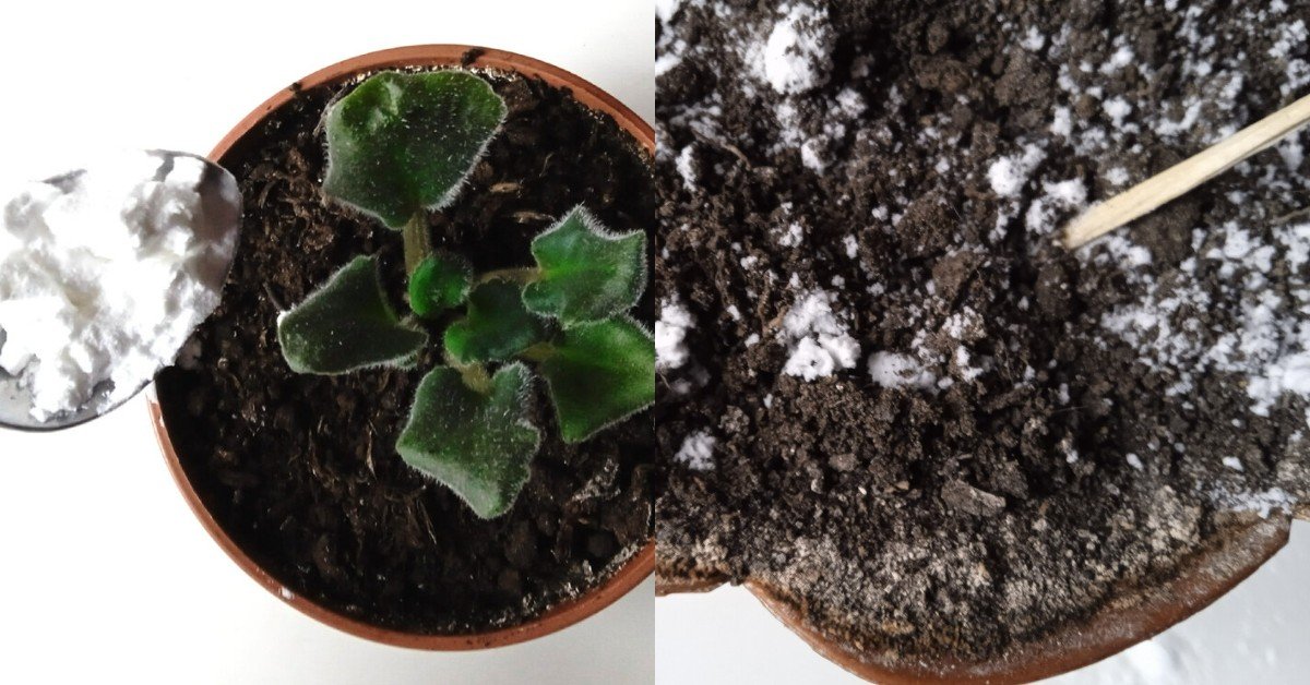 подкормка для рассады