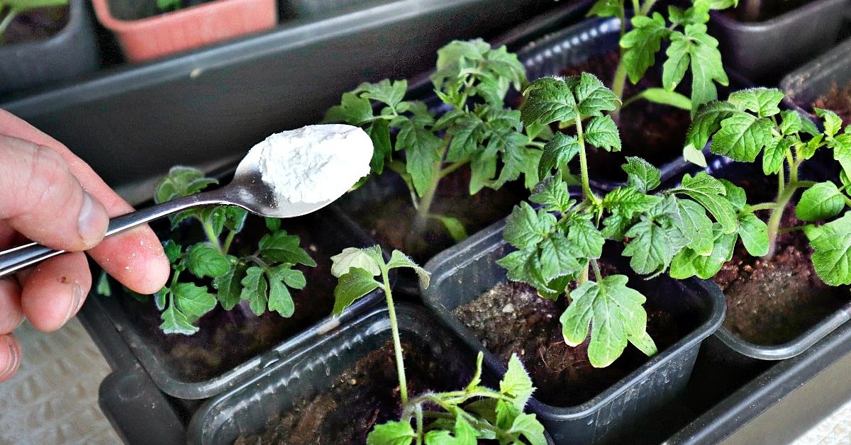 польза картофельного крахмала