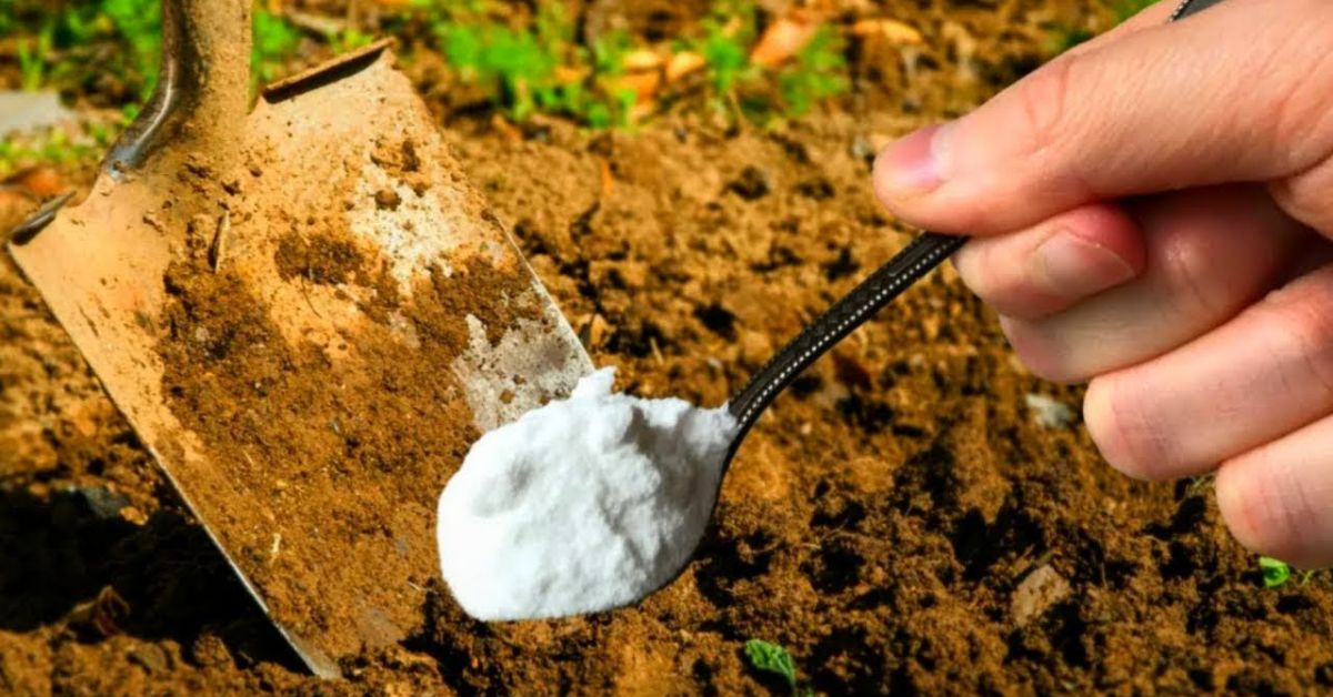 крахмал для растений