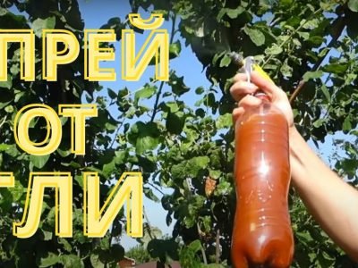 Как применять красный перец против тли
