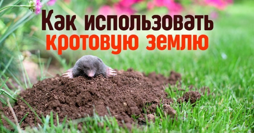 кротовая земля
