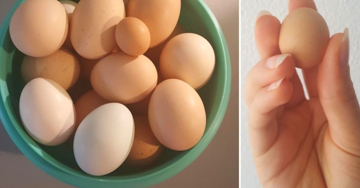 Какие яйца лучше купить. Мелкие яйца. Яйца мелки. Горошина в яйце курином. Яйца мелкие и большие.