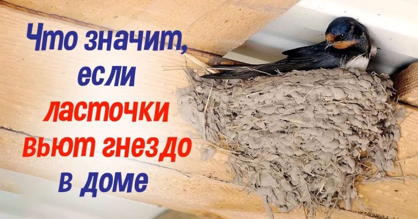 ласточкино гнездо в доме