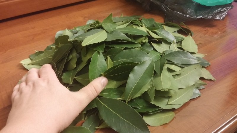 bobkový list vo varení