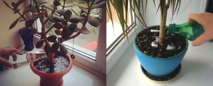 Лайфхаки с газировкой, удобрение для вазонов