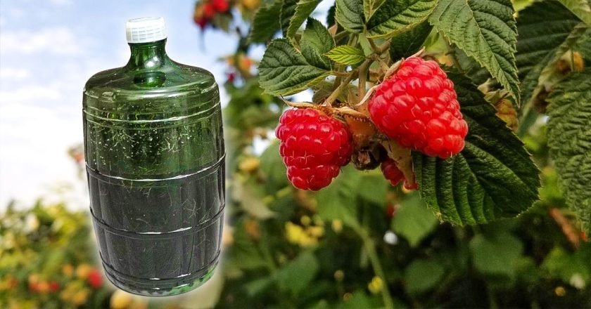 листья малины