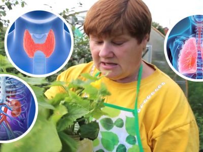 Листья огурцов