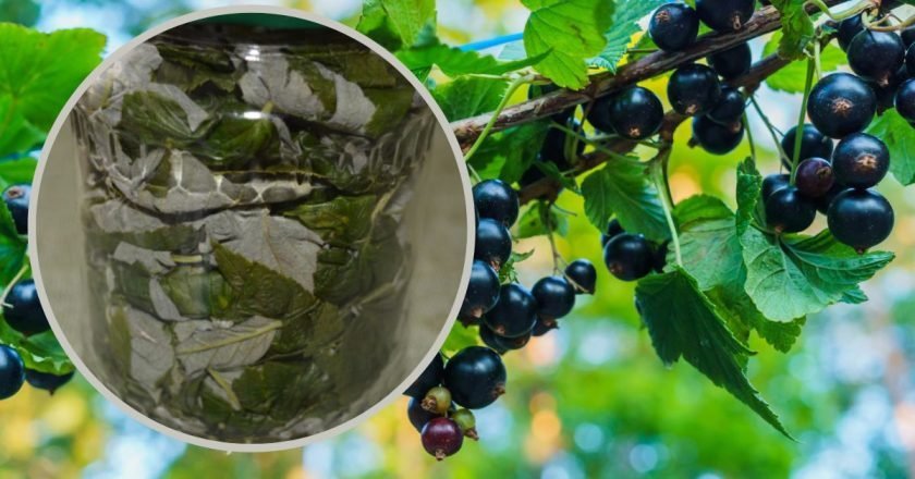 листья смородины для чая