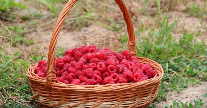 марганцовка для малины