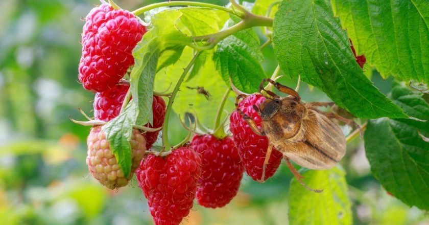 малинный жук