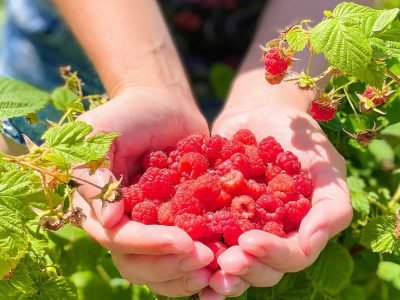 Чем оградить малиновые кусты, чтобы остановить разрастание