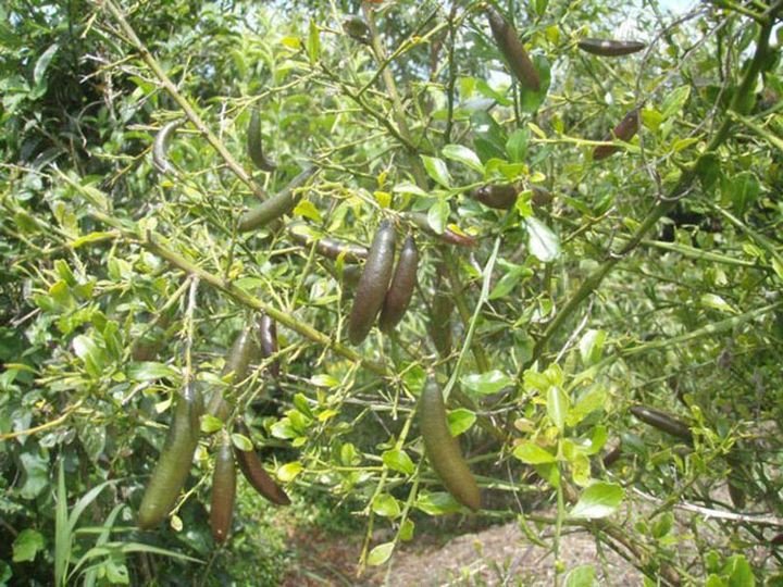 пальчиковый лайм