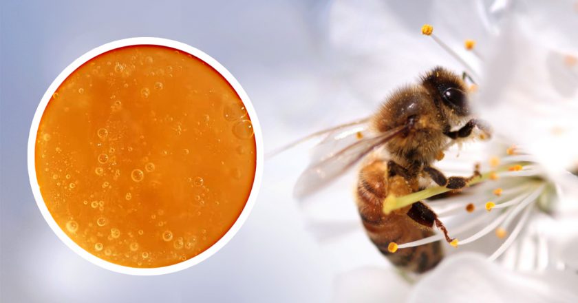 как выбрать мёд