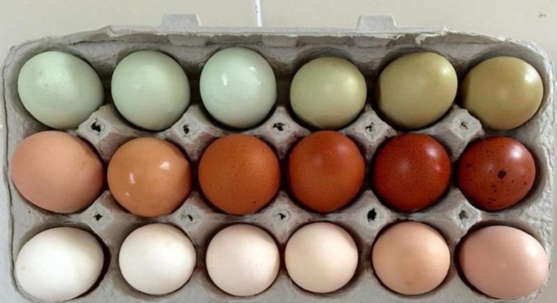 куриные яйца в коробке