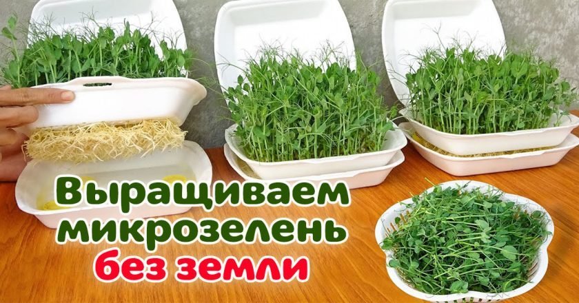 микрозелень без земли