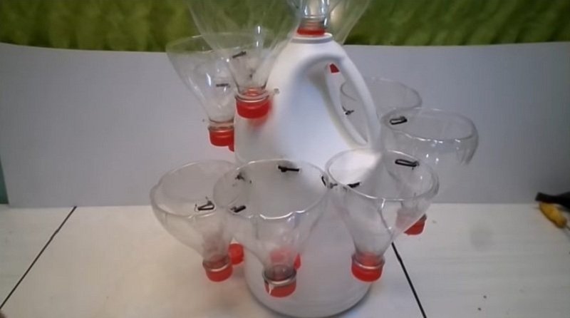 рассада в бутылках