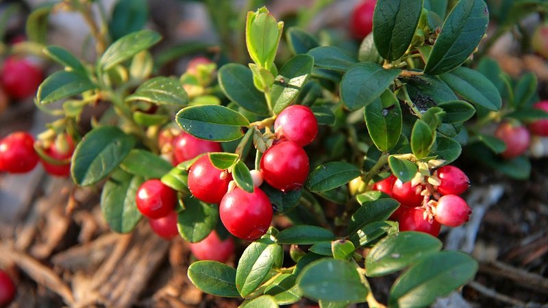 как похудеть за 2 недели