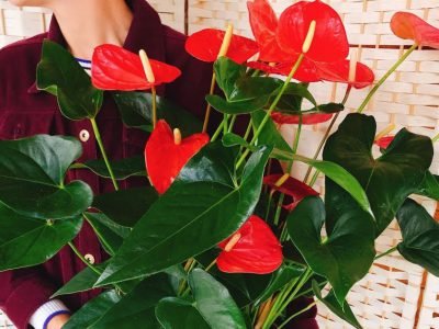 Модные комнатные растения, которые требуют ухода