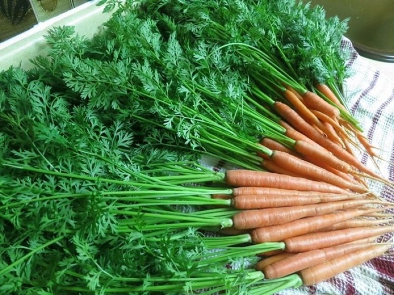 морковная ботва