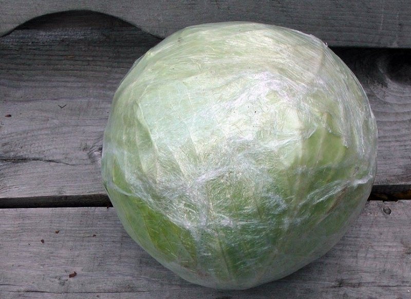 борьба с плесенью