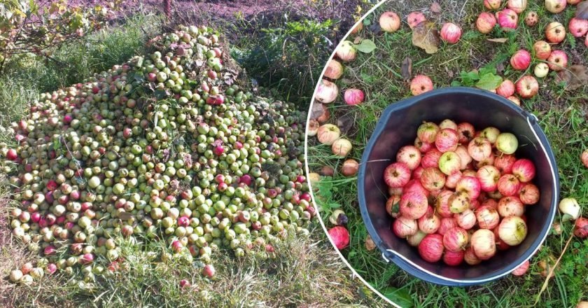Можно ли закапывать опавшие яблоки в саду