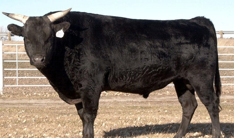 мраморная говядина