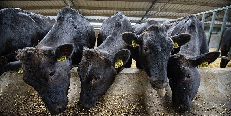 мраморная говядина