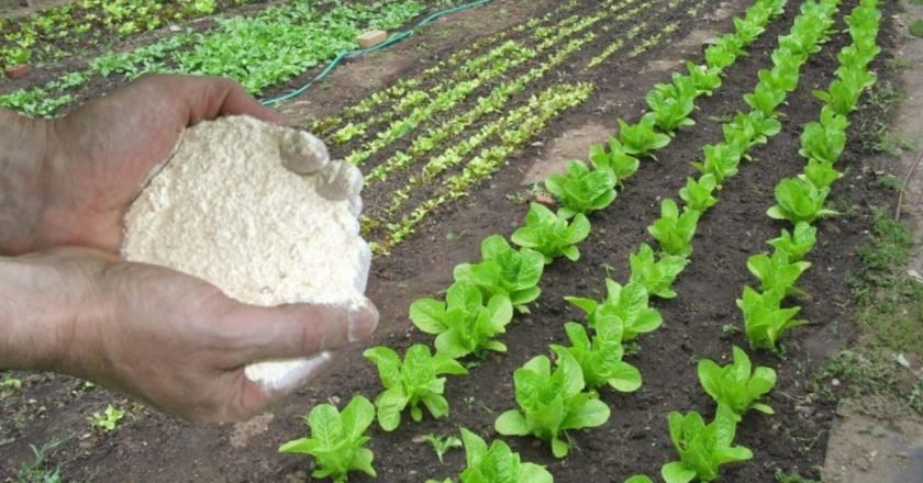 мука в огороде