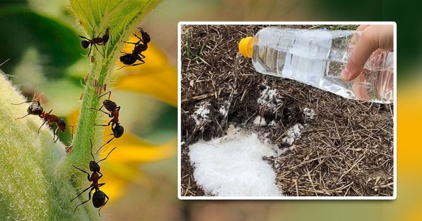 муравьи на участке