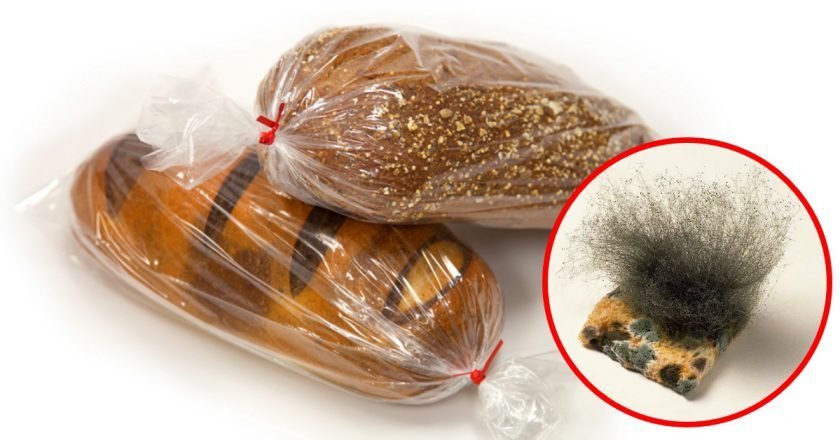 На каком хлебе плесень растет быстрее