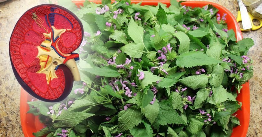 Напитки для почек