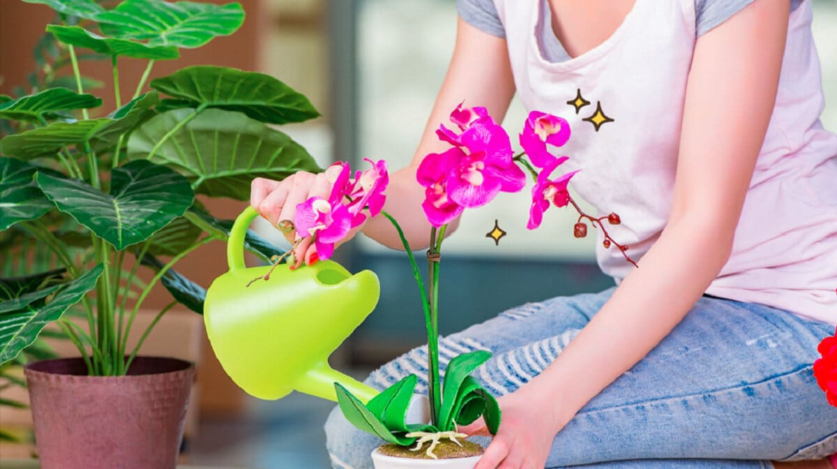 орхидея домашняя фото как ухаживать