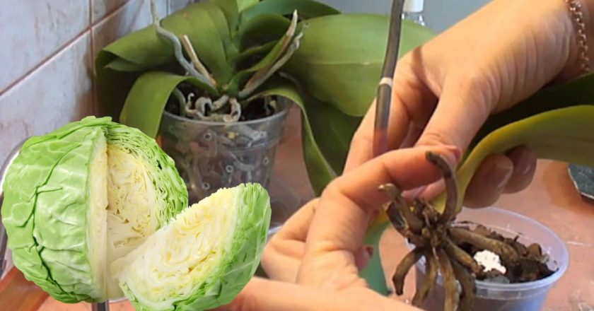 нарастить корни орхидеи