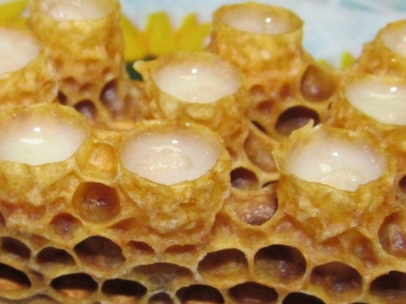 пчелиное молочко