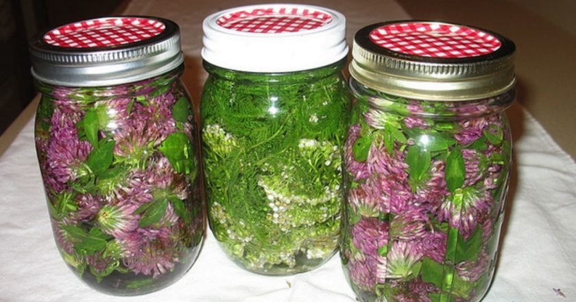 настой клевера