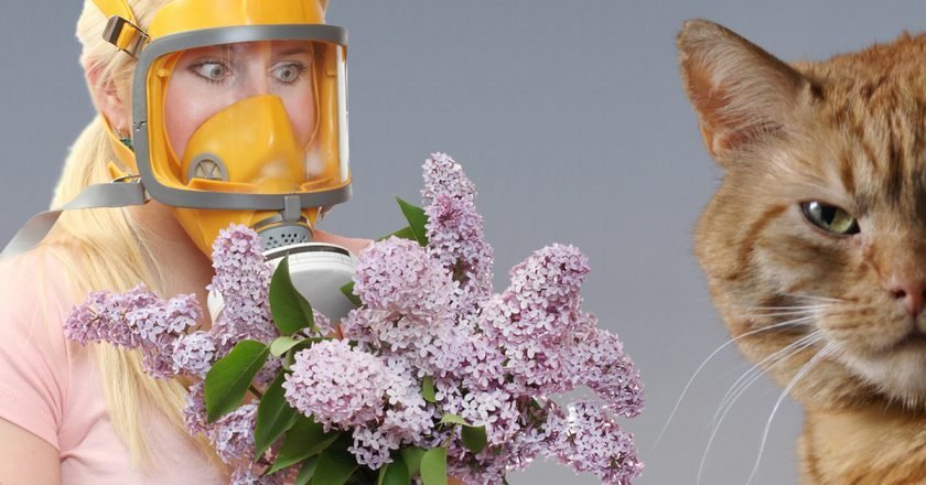 как вылечить аллергию