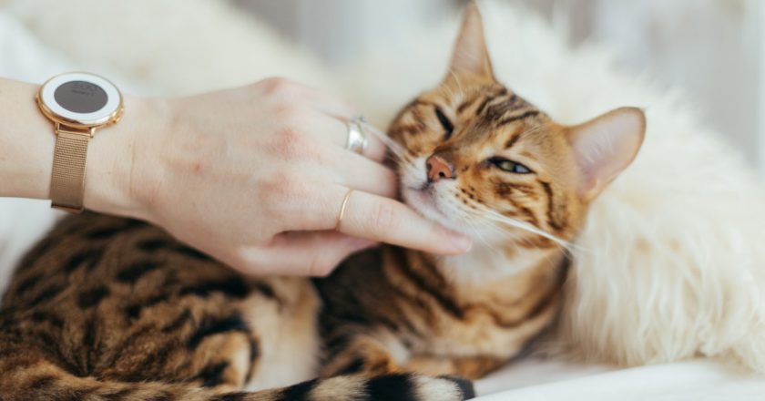 энергия котов