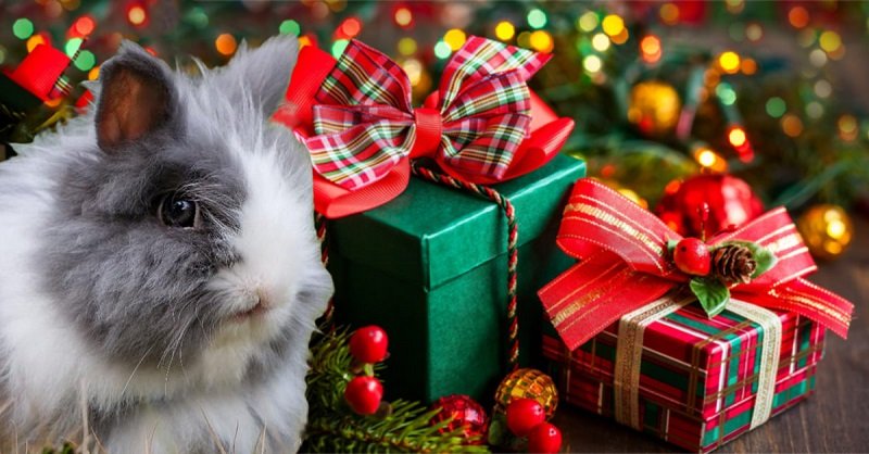кролик и подарки