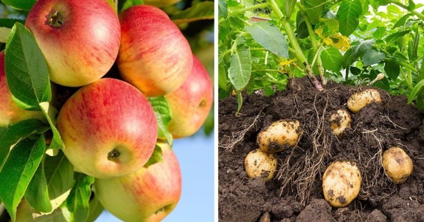 неправильное соседство растений