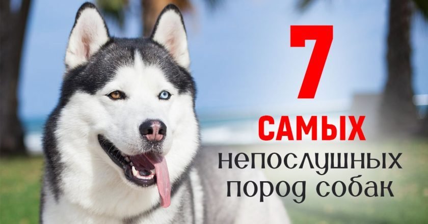 непослушные собаки