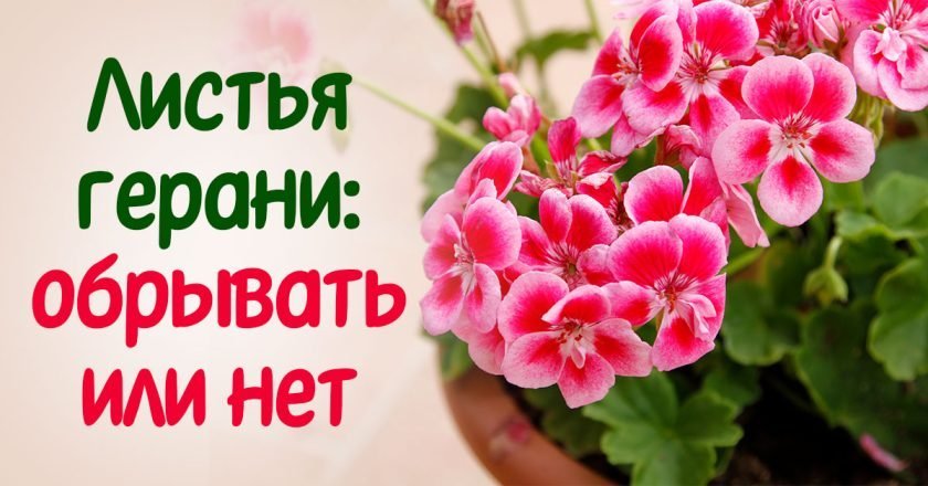 обрывать листья у герани