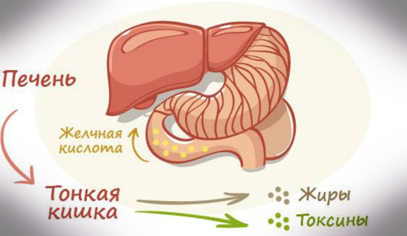 Как вывести токсины из печени. Как вывести из организма все ненужное. Печень выводит токсины. Как печень выводит из организма токсины. Выведение печенью.