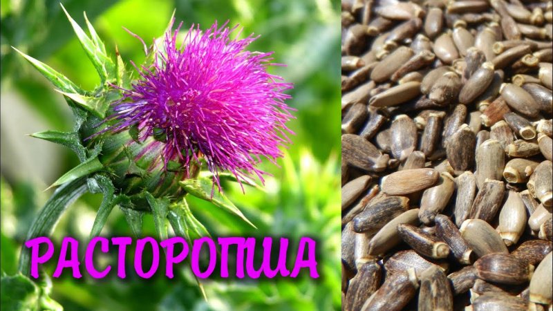 как очистить печень