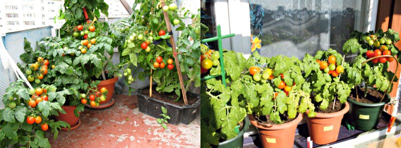 зеленчукова градина на балкона