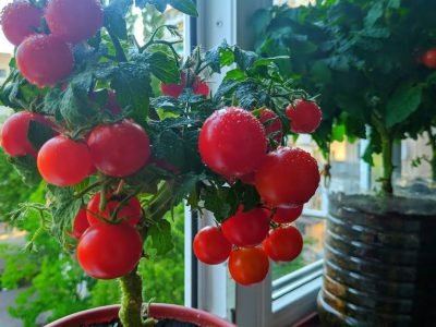 Огородные растения, которые можно забрать домой на зиму