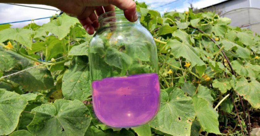 Огурцы осенью: как собирать урожай до поздних холодов урожай огурцов до поздней осени