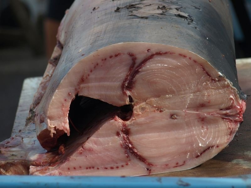 рыба с глистами